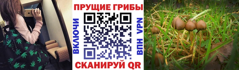 дарнет шоп  Кемь  Галлюциногенные грибы ЛСД 